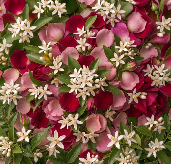 Floral